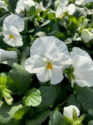 PANSY White